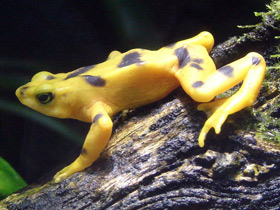 Смотреть фото Панамский арлекин Фото Панамский арлекин