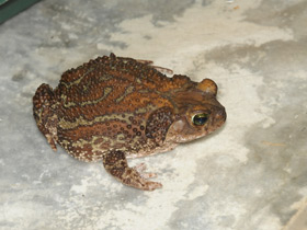 Смотреть фото Карибская жаба Фото Карибская жаба