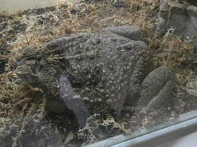 Смотреть фото Жаба-ага Фото Жаба-ага