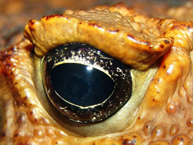 Смотреть фото Жаба-ага Фото Жаба-ага