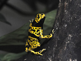 Священный древолаз Священный древолаз