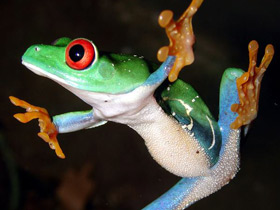 Фото Красноглазая квакша