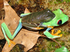 Фото Красноглазая квакша