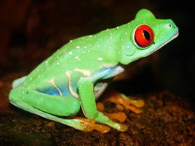 Фото Красноглазая квакша