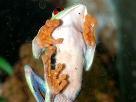 Красноглазая квакша Красноглазая квакша