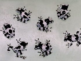 Фото Жабовидная квакша