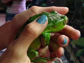 Фото Двухцветная филломедуза