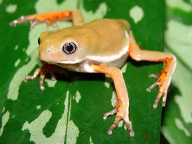 Фото Чакская филломедуза