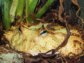 Амазонская рогатка Амазонская рогатка