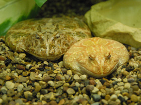 Смотреть фото Украшенная рогатка Фото Украшенная рогатка