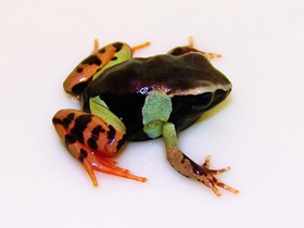 Фото Удивительные животные Мадагаскара. Часть 3