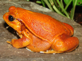 Фото Винный узкорот