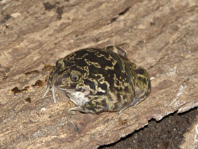 Смотреть фото Сирийская чесночница Фото Сирийская чесночница