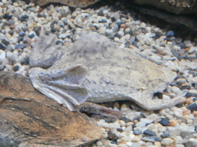 Фото Суринамская пипа