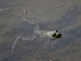 Фото Леопардовая лягушка