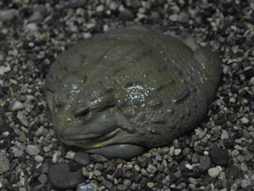 Смотреть фото Африканская роющая лягушка Фото Африканская роющая лягушка