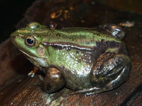 Фото Съедобная лягушка