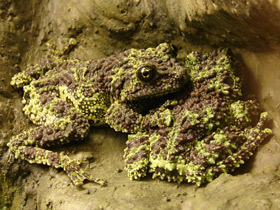 Смотреть фото Лишаистый бородавчатый веслоног Фото Лишаистый бородавчатый веслоног