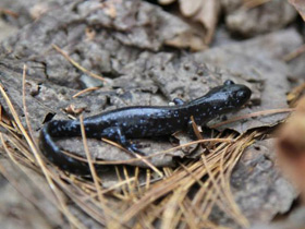 Фото Пятнистоголубая амбистома