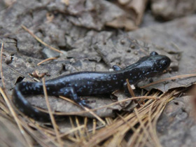 Фото Пятнистоголубая амбистома