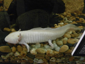 Фото Мексиканская амбистома