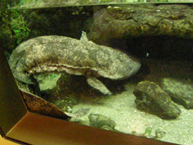 Смотреть фото Китайская исполинская саламандра Фото Китайская исполинская саламандра