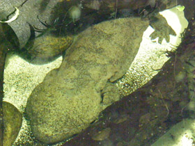 Смотреть фото Китайская исполинская саламандра Фото Китайская исполинская саламандра