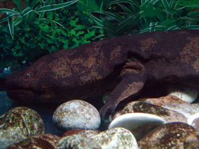 Смотреть фото Китайская исполинская саламандра Фото Китайская исполинская саламандра