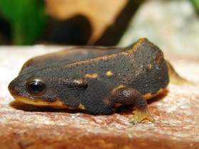 Фото Окинавский тритон
