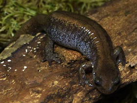 Смотреть фото Сибирский углозуб Фото Сибирский углозуб