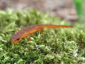 Смотреть фото Зеленоватый тритон Фото Зеленоватый тритон