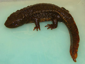 Фото Темно-бурый тритон