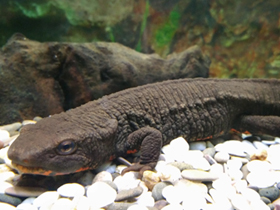 Фото Темно-бурый тритон