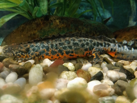 Фото Тритон Карелина