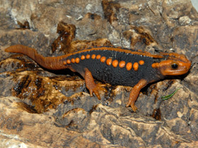 Гималайский крокодиловый тритон Гималайский крокодиловый тритон