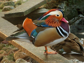 Смотреть фото Мандаринка: утка для Петра и Февронии Фото Мандаринка: утка для Петра и Февронии