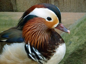 Мандаринка Мандаринка