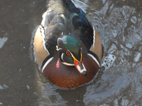 Фото Каролинка