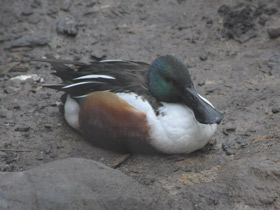 Фото Широконоска