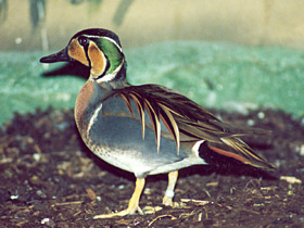 Чирок-клоктун Чирок-клоктун