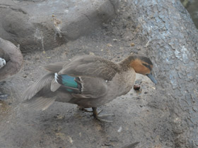 Фото Филиппинская кряква