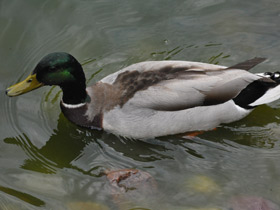 Фото Обыкновенная кряква