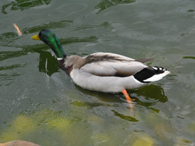 Фото Обыкновенная кряква