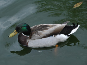 Фото Обыкновенная кряква