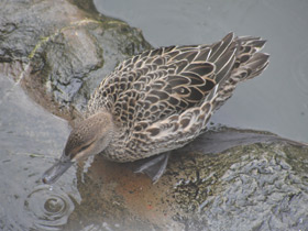 Фото Чирок-трескунок