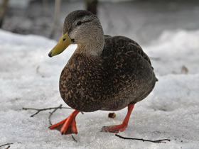 Фото Чёрная кряква