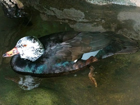 Фото Белокрылая утка