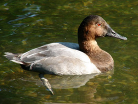 Смотреть фото Длинноносый красноголовый нырок Фото Длинноносый красноголовый нырок