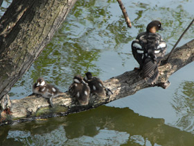 Смотреть фото Гоголь обыкновенный Фото Гоголь обыкновенный