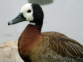 Смотреть фото Белолицая свистящая утка Фото Белолицая свистящая утка